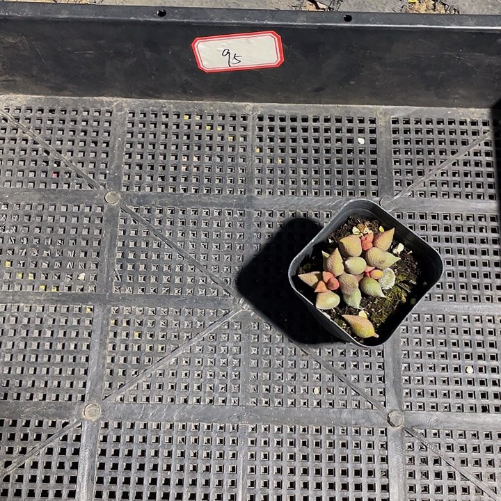 @***95号筐带盆土发