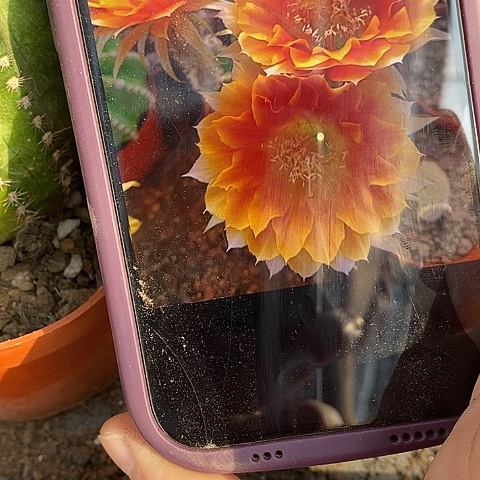 西红柿仙人球，3689”