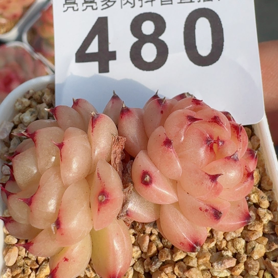 熊猫         精品多肉