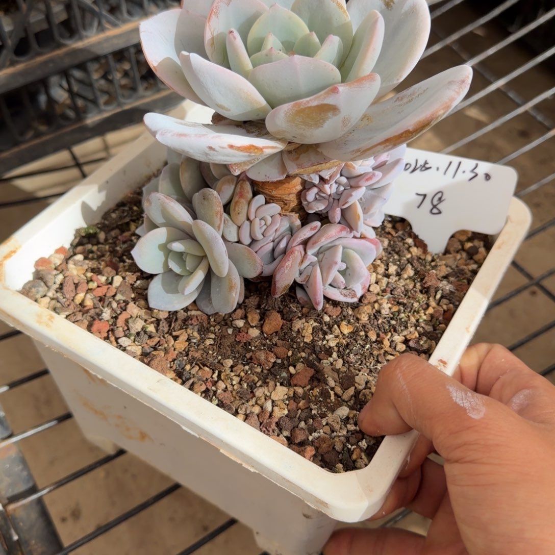 一物一拍奶茶捧花潜力股78