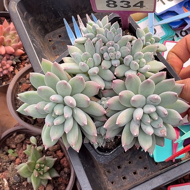 多肉植物天使之翼834