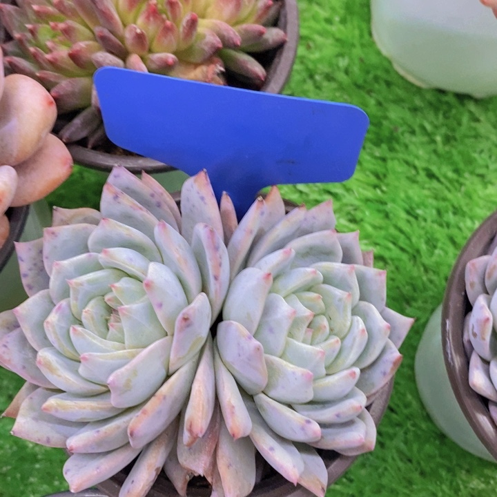 多肉植物，开心多肉