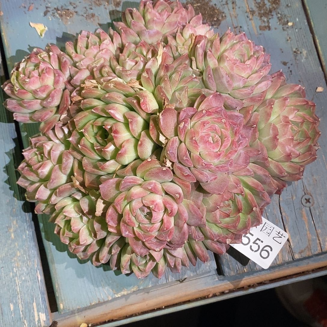 白***天3556叶伤不售后～18厘米