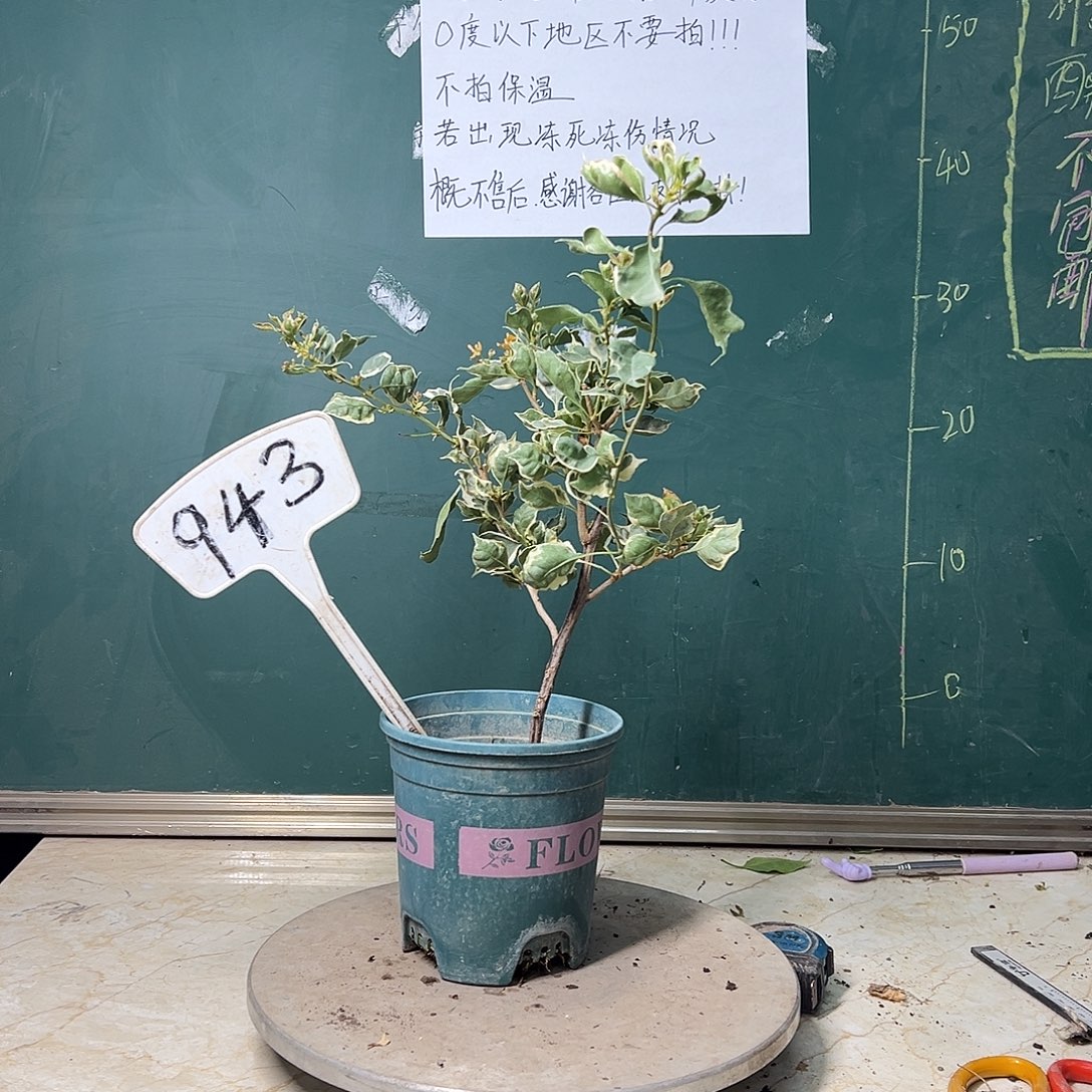完全开放  福利  射线鱼  943