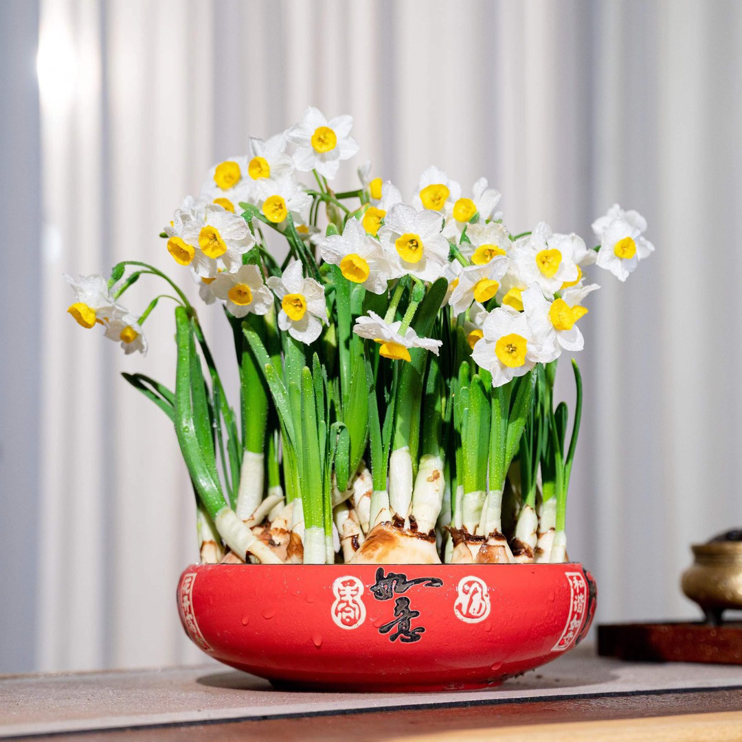 漳州水仙花种球带盆发货年宵花特大级高档水培开花浓香水培绿植