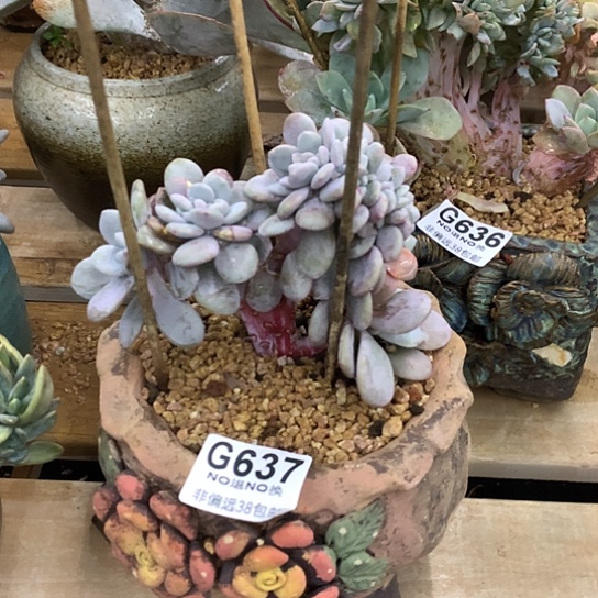 粉兔缀化637 全场默认微瑕7-8天发货