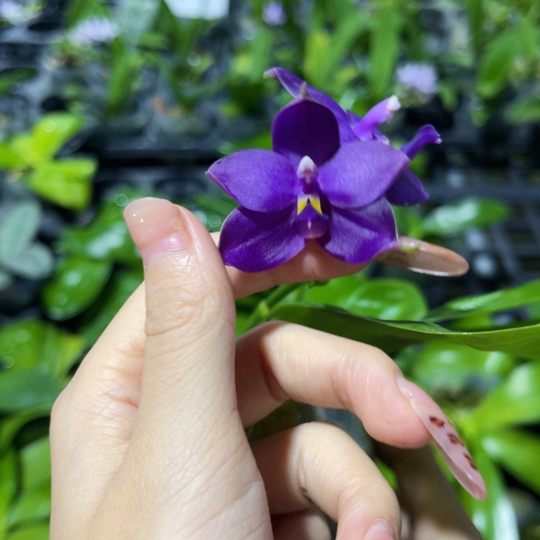 无花朵蝴蝶兰原生