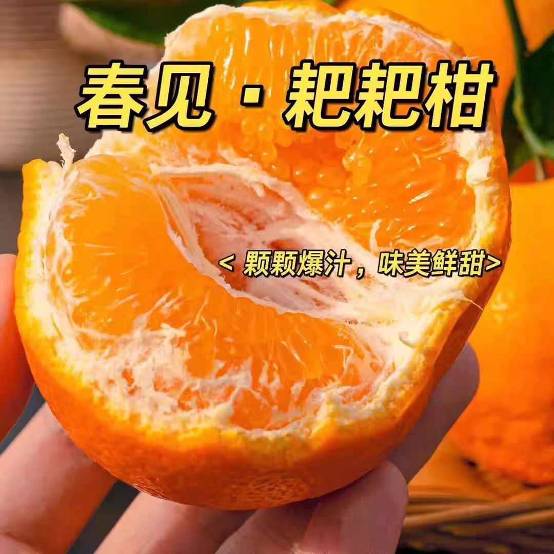 四川甜耙耙柑二级大果当季新鲜水果整箱耙耙柑正宗不知火橘子粑粑