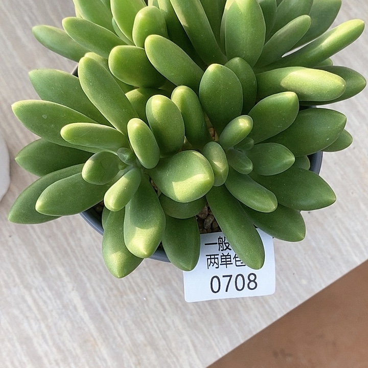 【闪购商品】锦**花0708多肉植物盆栽