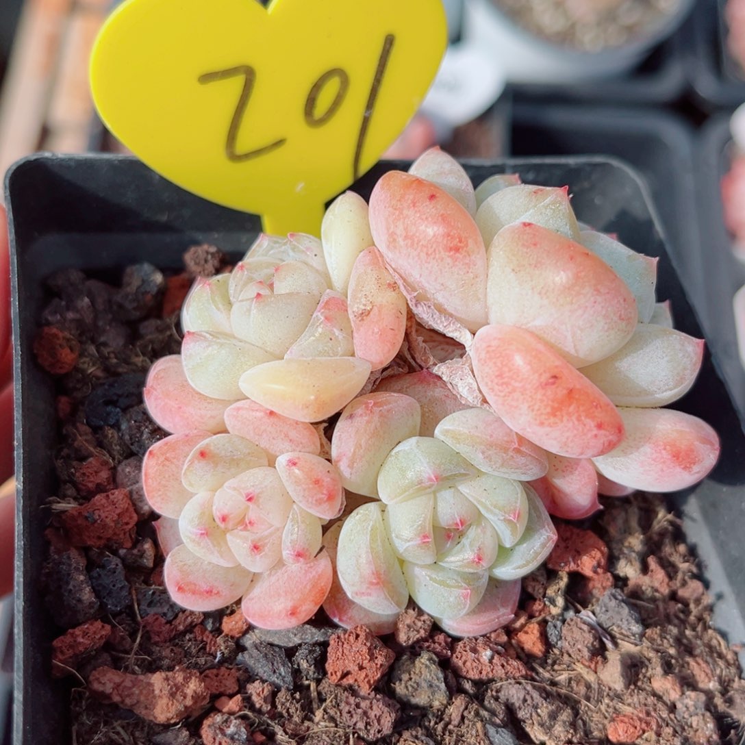 201号小老桩浮玉群