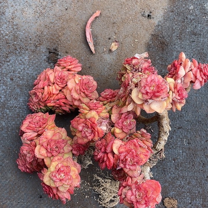 老桩腊牡丹20脱土发