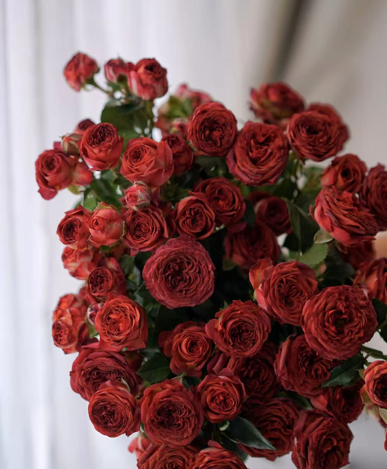 鲜花【巧克力泡泡】同地址两单以上顺丰包邮送货上门+送配草1扎