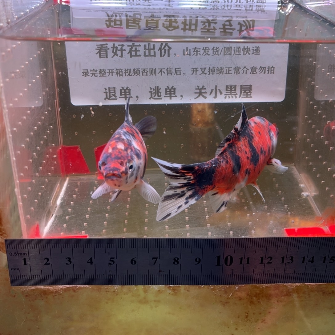 海水鱼168号各春部都在一起