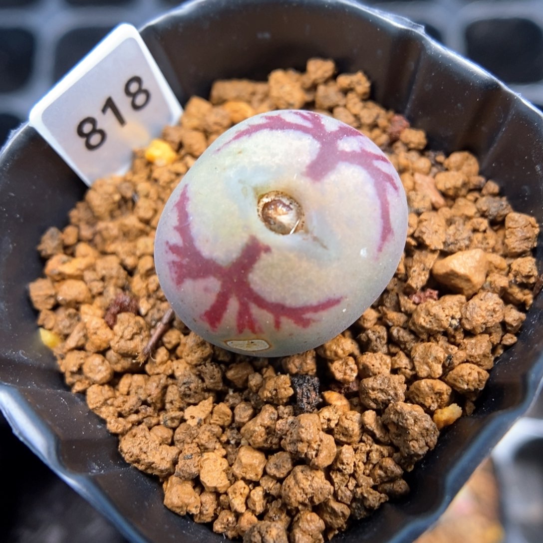 多肉植物Q-818（1.8）墨杂 优选