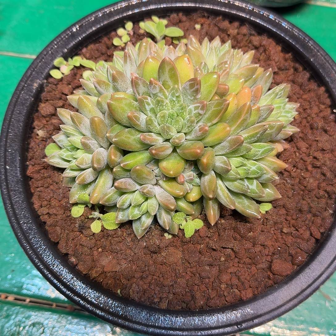 多肉植物多肉植物