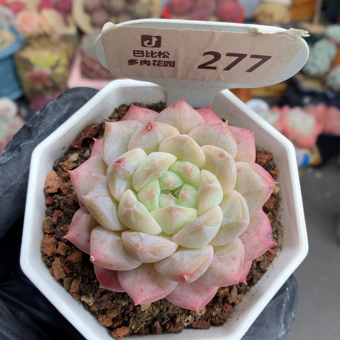 277 美心多肉多肉