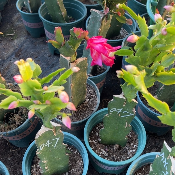 成****67号047火烈鸟之星047，紫色重瓣