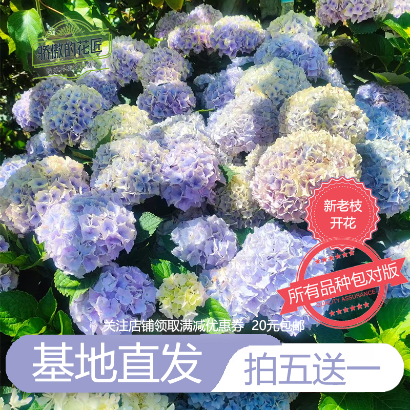大花绣球新老枝开花南方广东广西两季无尽夏万华镜大海蓝童话新娘
