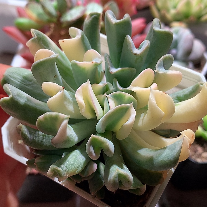 特玉莲锦锦锦锦锦