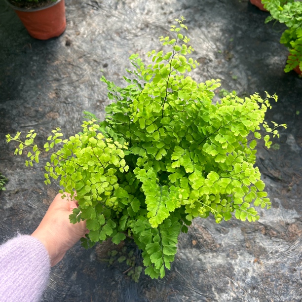 130口径铁线蕨盆栽，室内高端绿植花卉喜阴喜湿雨林绿植