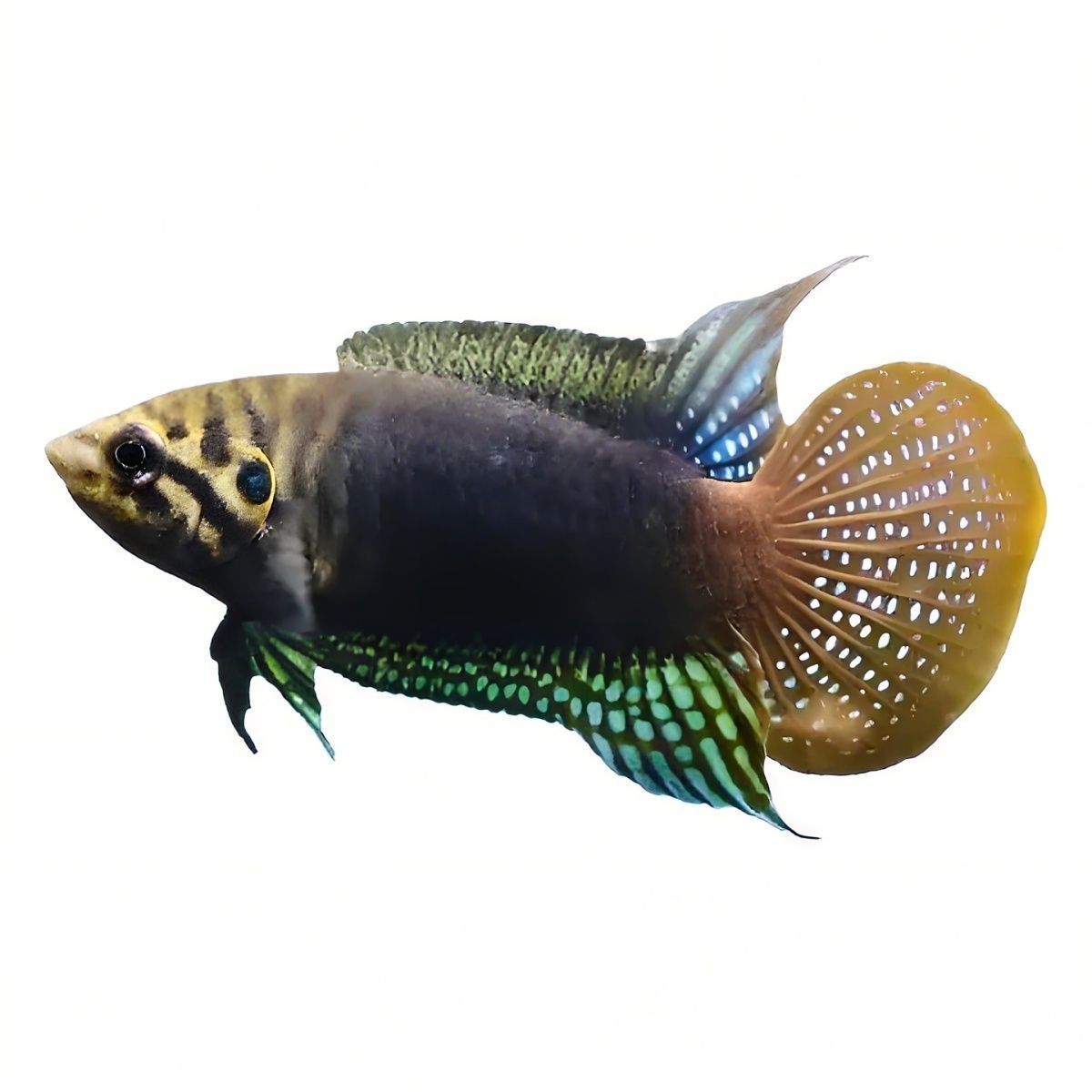 野生野采圆尾斗鱼野采原生中国冷水观赏淡水鱼巨普好养耐活懒人