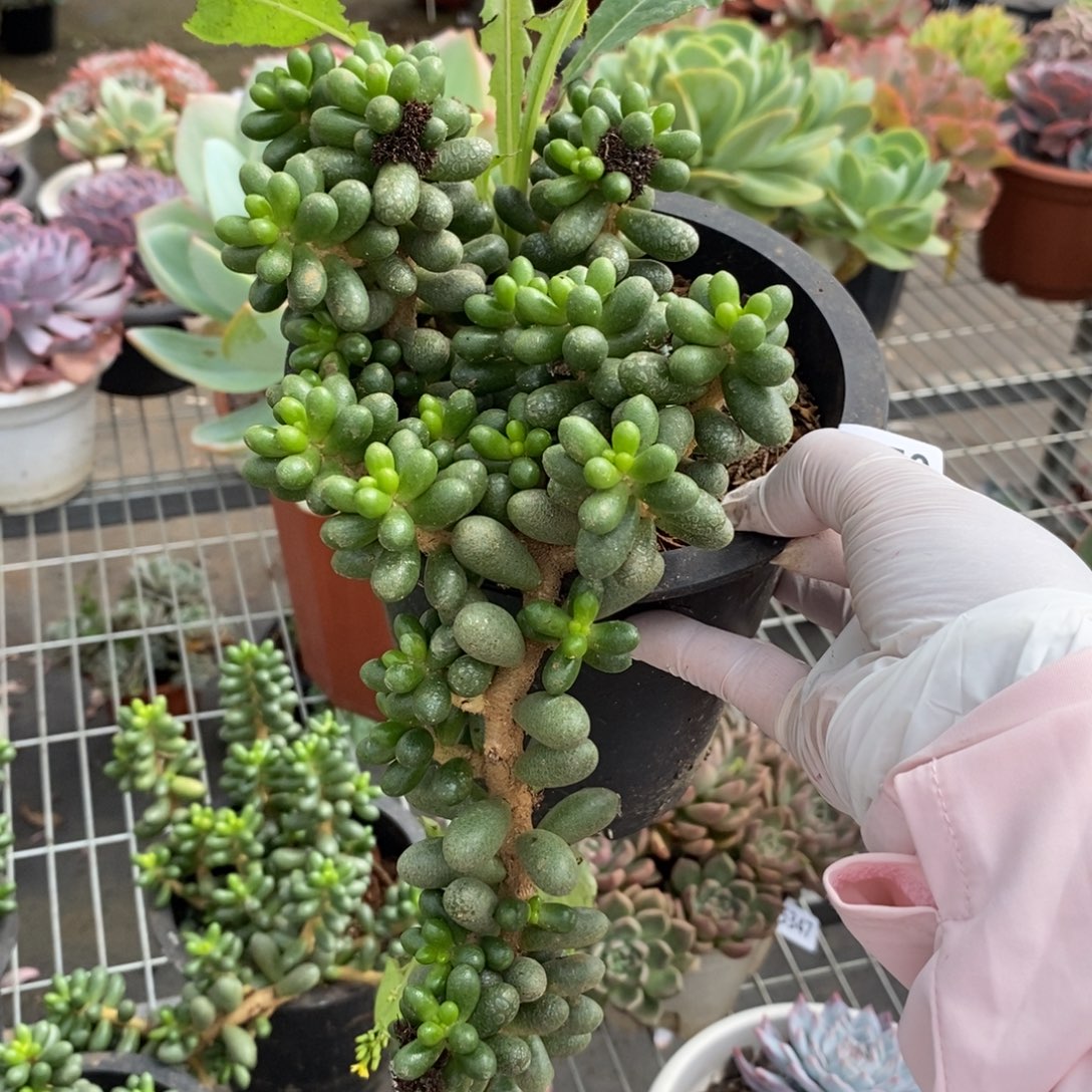5350绿龟卵一物一拍