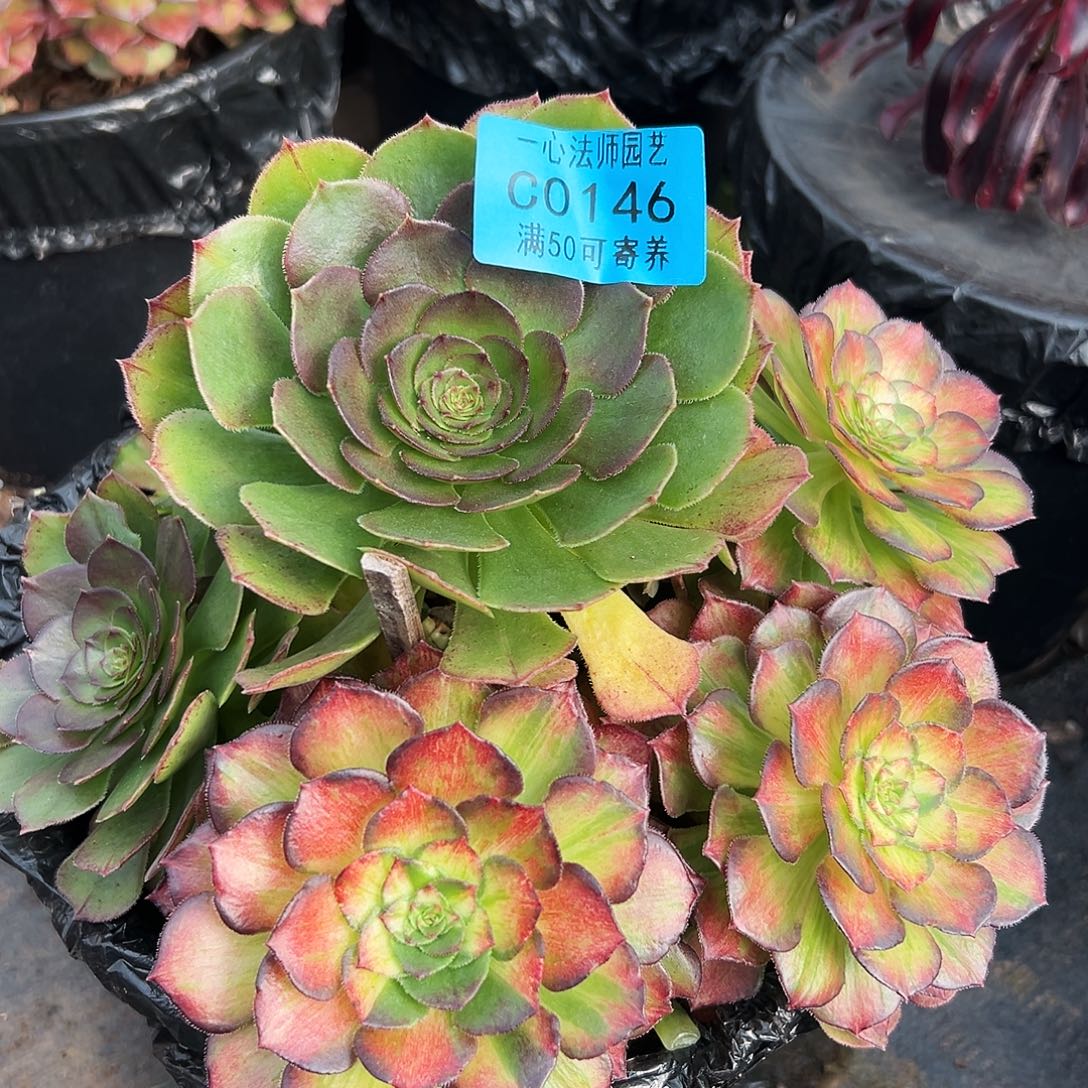 多肉植物0146海珊瑚