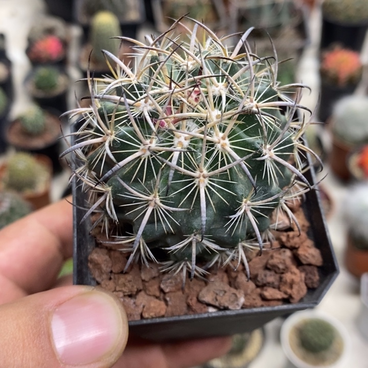 实生虎爪玉特价福利