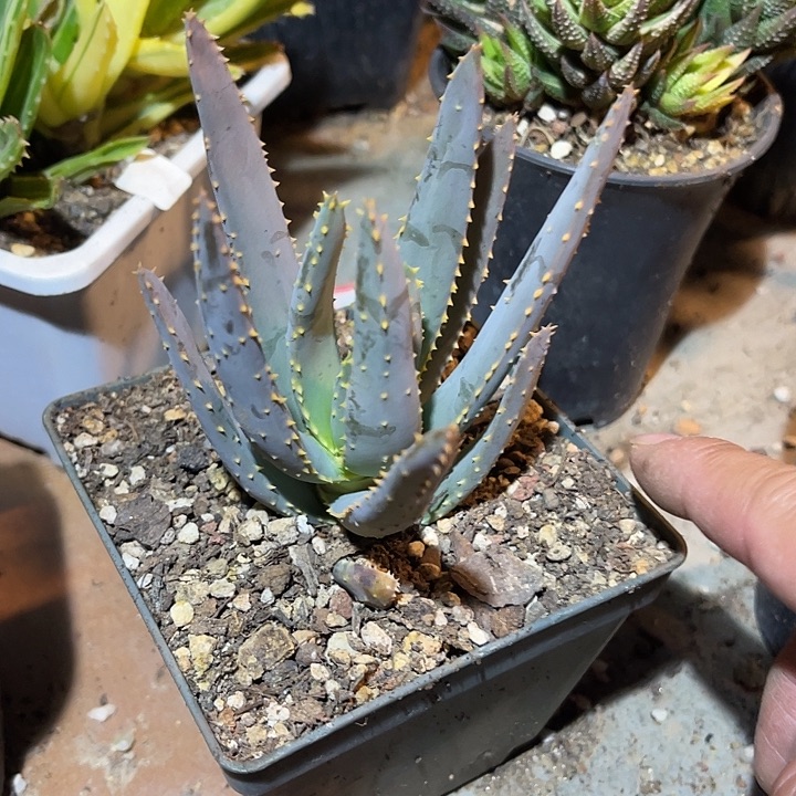 满38包邮2天凑单，脱土晾根发货多肉植物