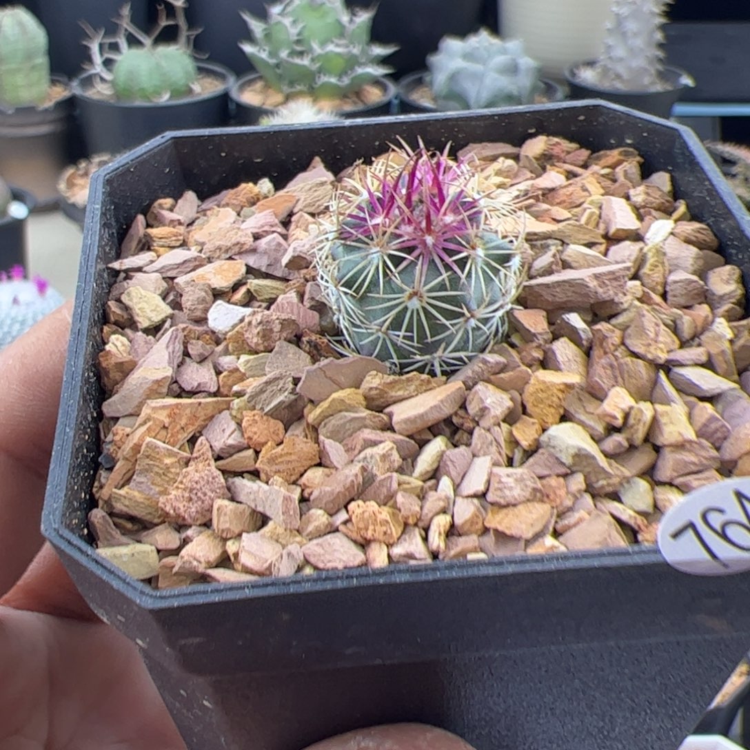 英冠实生一物一拍764