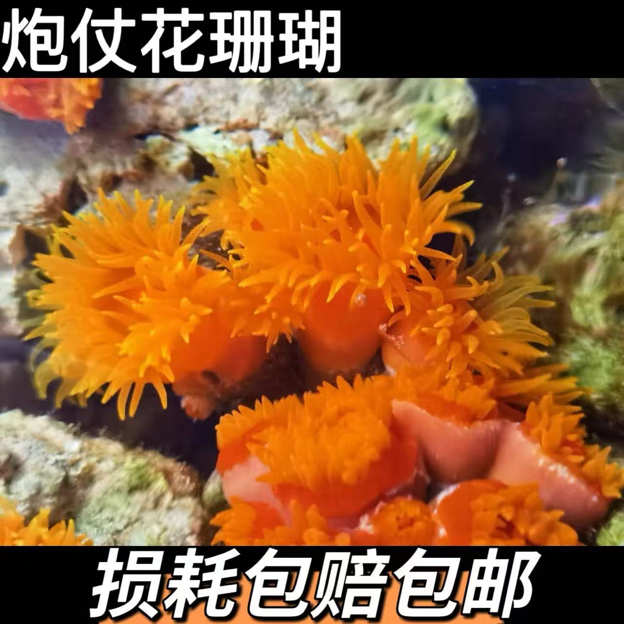 炮仗花珊瑚观赏珊瑚活体海缸造景皮实好养包邮报损新手练手珊瑚