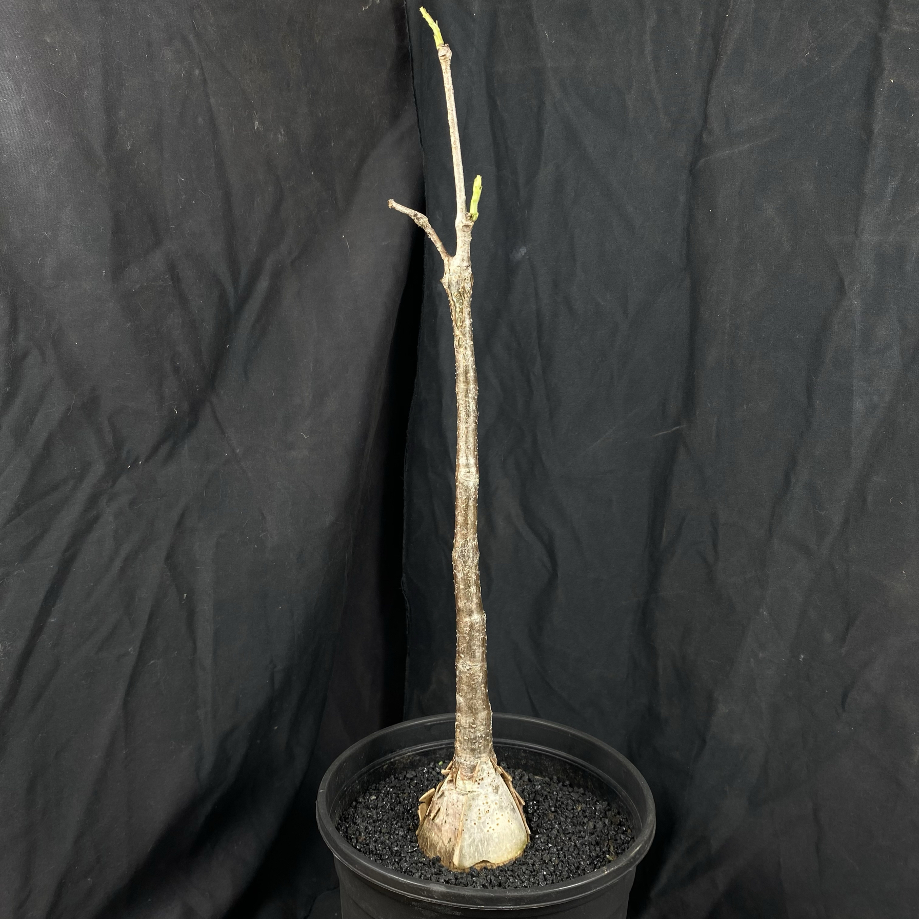 仙人球块根一物一拍 1055号实生垂直葡萄瓮 高度30cm 球根5.6cm