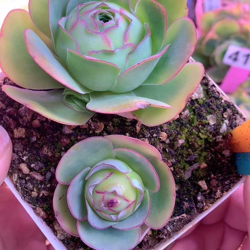 【闪购商品】yjj703大白红蕴