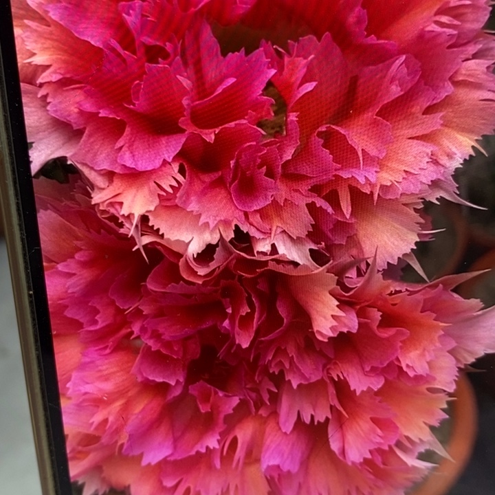 小***姐彩草羽毛2号7.5公分左右