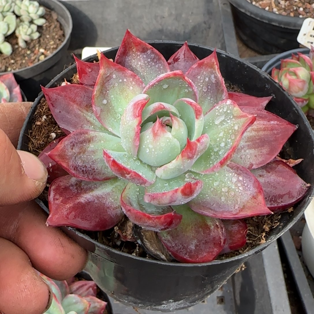 惊鸿一物一拍包装收缩花旱