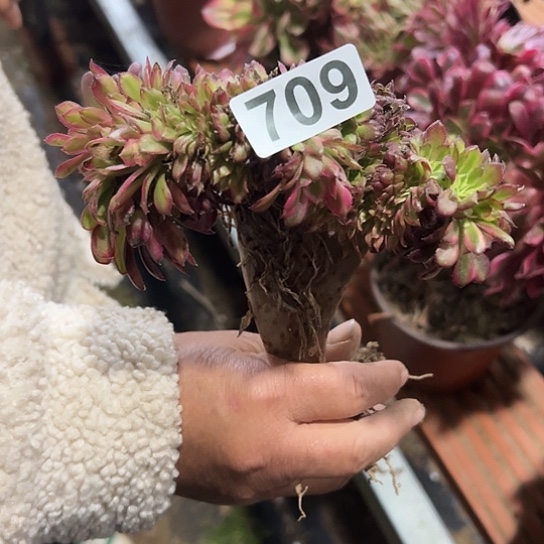 艾***姐一颗多肉法师化合物 709