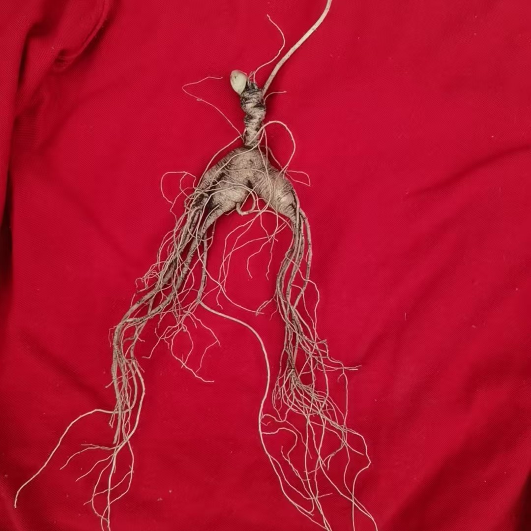 东北长白山林下山参鲜初级农产品