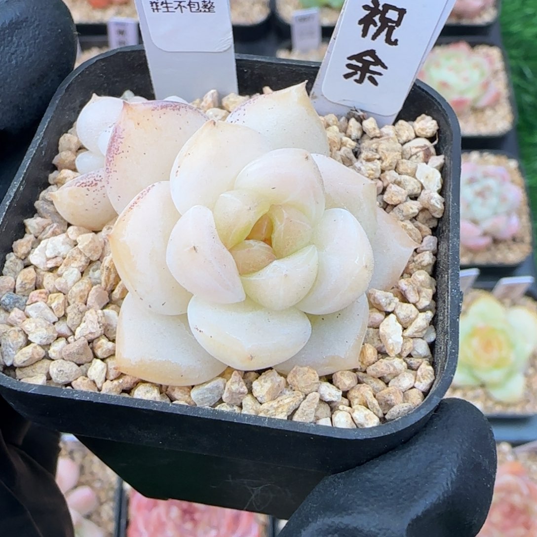 095   祝余    5厘米盆