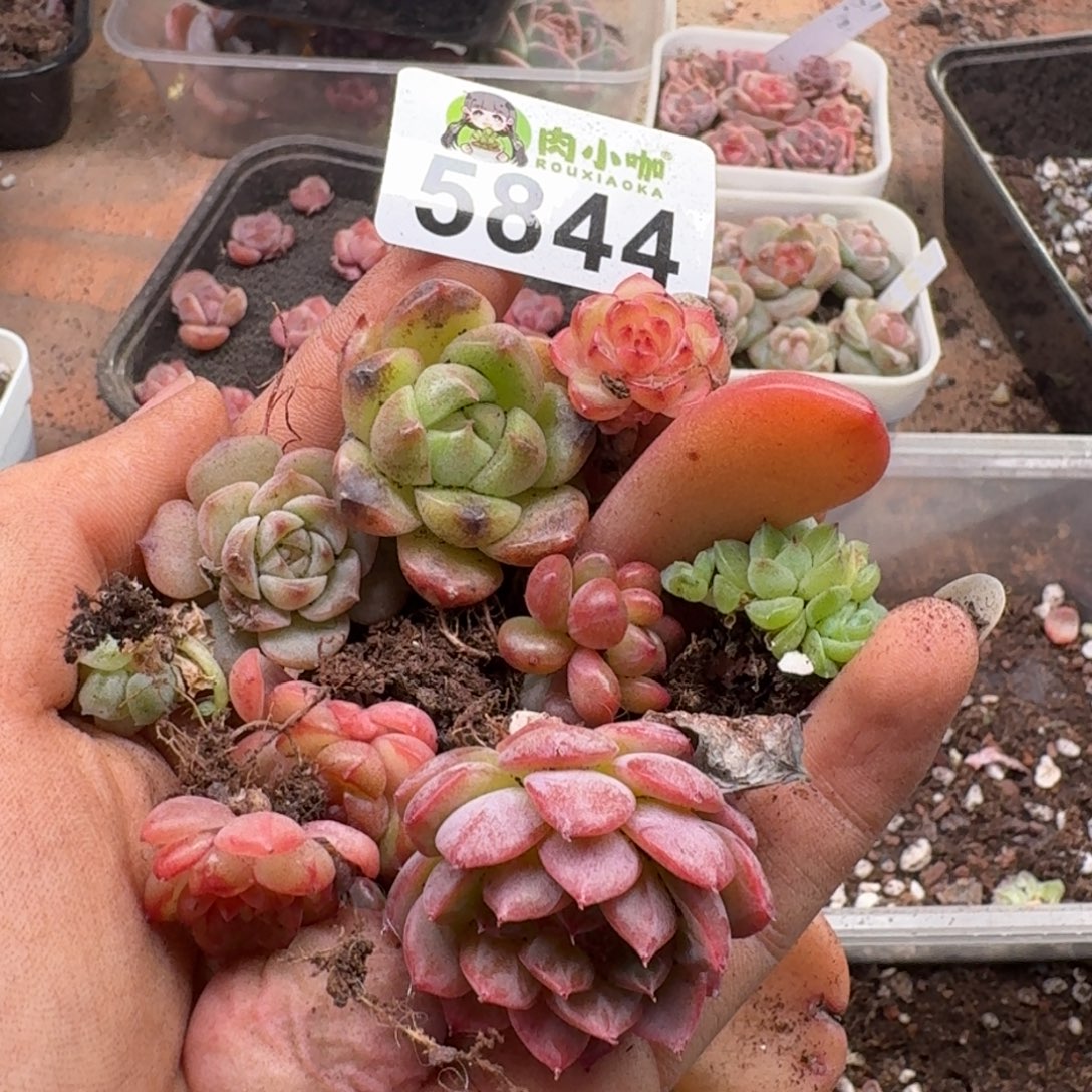 多肉植物多肉植物