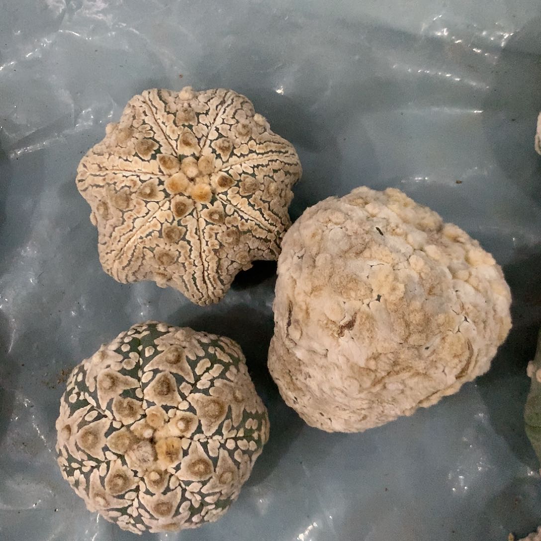 【闪购商品】三兜兜兜