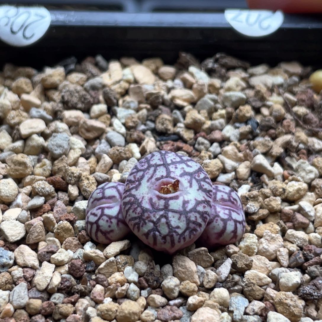 多肉3头优选墨杂一棵