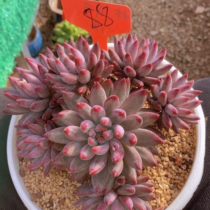 这一期节目也有在