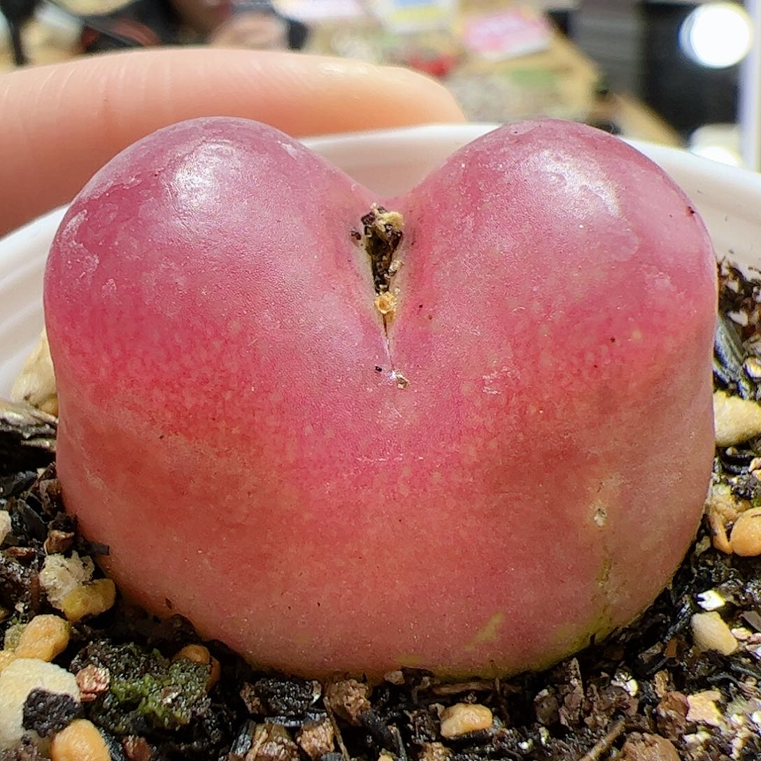 【闪购商品】92 带盆