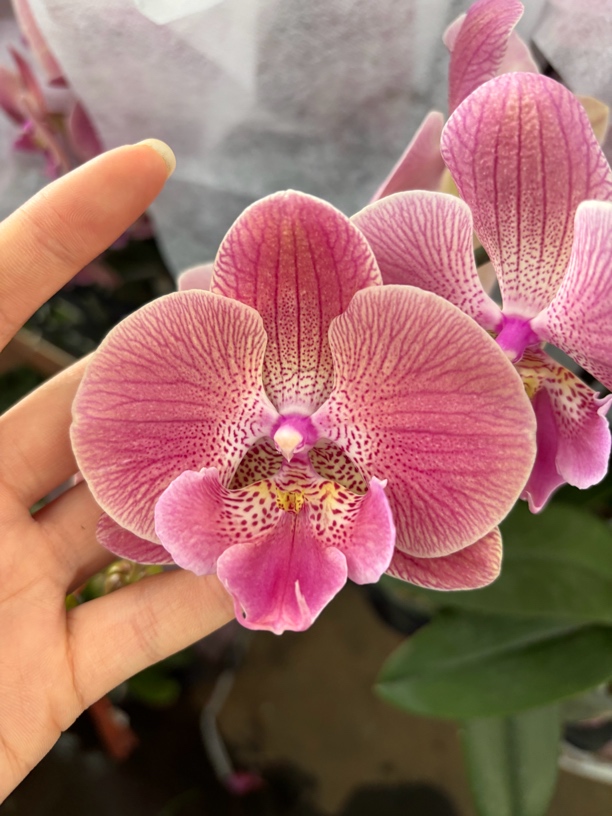 蝴蝶兰———(彩虹糖)开花发货（全场两颗包邮只拍一颗发花后苗）