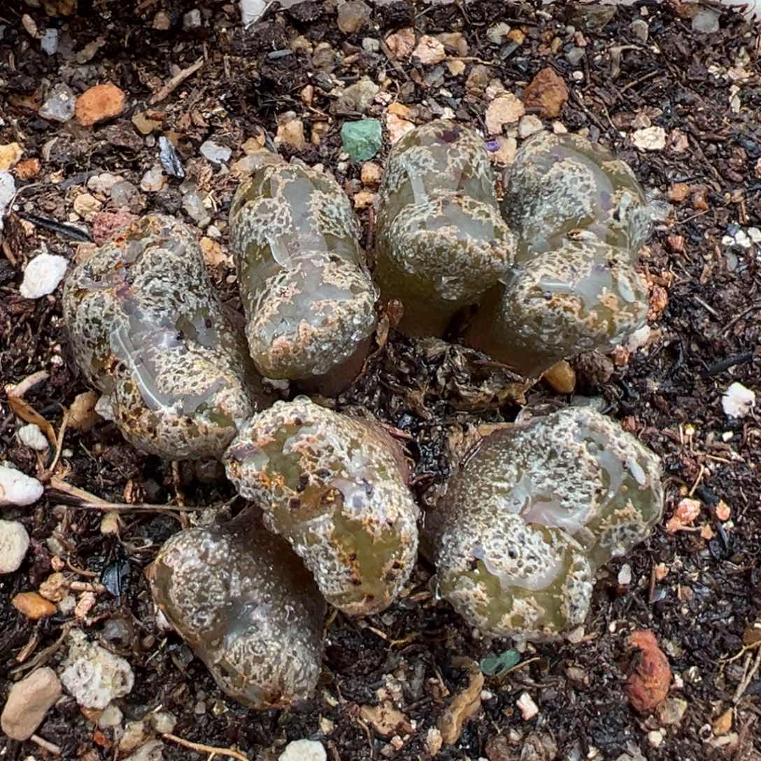 2.5好看的多肉627