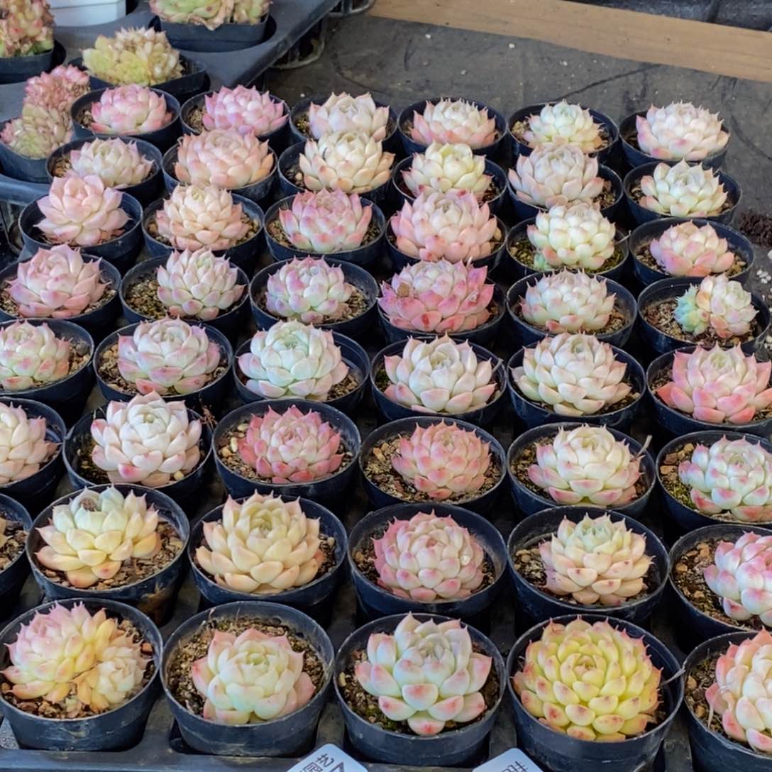 677多肉植物保护研究所所长助理研究员和