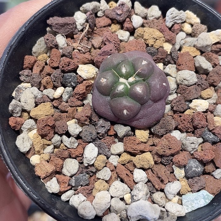 实生无刺象牙仙人球一颗