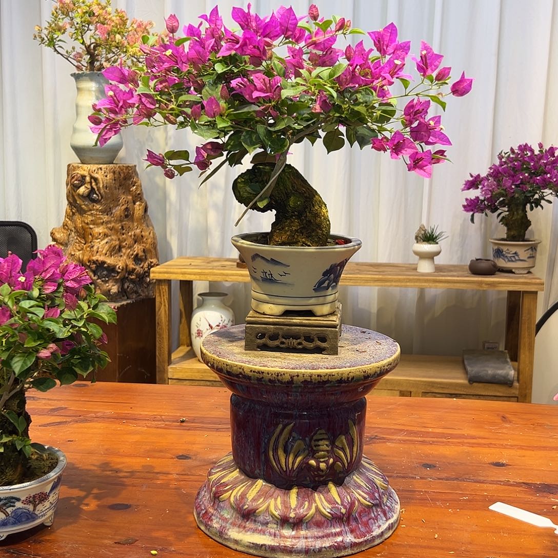 番***茄完全开放三角梅一物一拍小叶紫