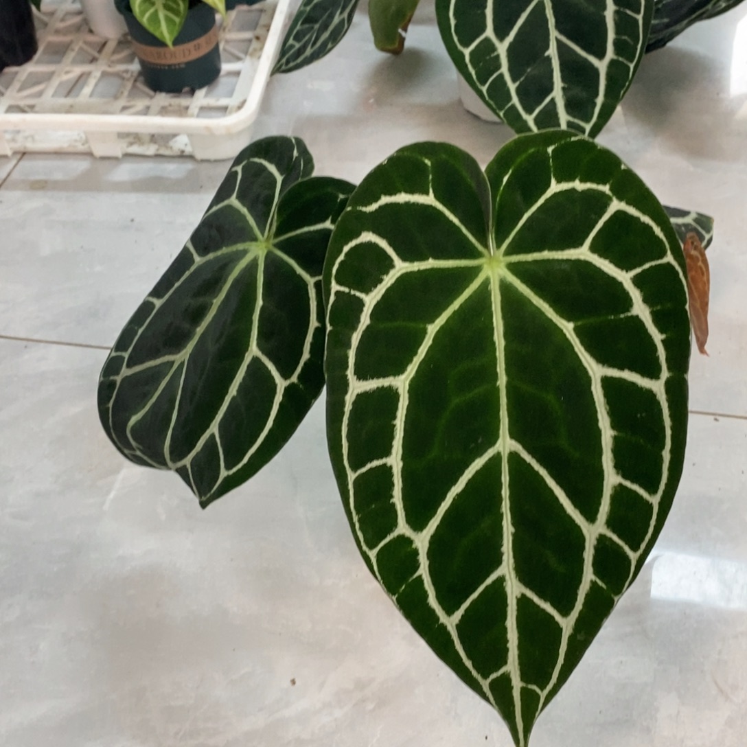 不开花植物6 黑水晶