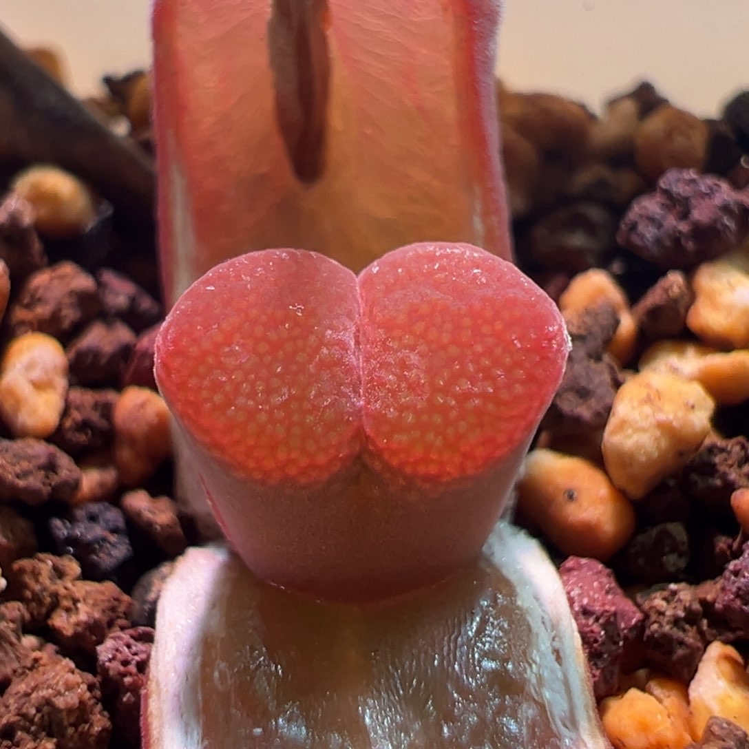 0356，日系c10，包正版